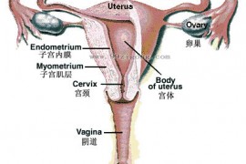 子宫的结构图，想看女人子宫长什么样子宫结构图片让你一目了然