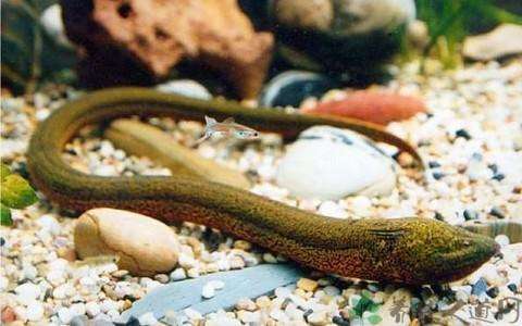 世界上最大的黄鳝比蟒蛇粗成精图 史上最老的黄鳝155岁还在世吗