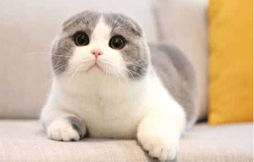 女人梦见猫什么预兆,已婚妇女梦见猫代表什么,梦见猫是不祥之兆吗