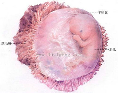 子宫的结构图，想看女人子宫长什么样子宫结构图片让你一目了然