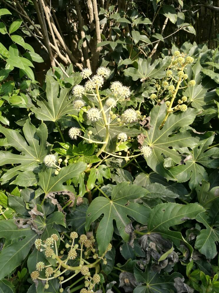 无花果真的没有花吗无花果开花时照片好萌,它的花原来开在这里!