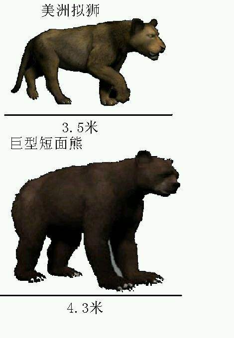 史上最大的狮子光看骨架让人秒怂,残暴狮是有多残暴咋还是灭绝了